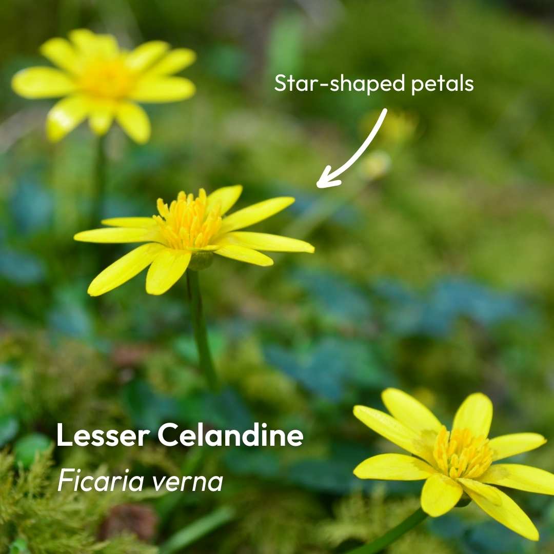 Love_plants's tweet image. Happy #CelandineDay!💛 
 
🌻 It is one of earliest blooming #wildflowers 
😷 Was once used as a treatment for piles 
📆 Been celebrated on 21st Feb since 1795
✍️ Wordsworth wrote 3 poems about this plant

Find out more 
👉 bit.ly/48E29bb

Have you spotted any yet?👀