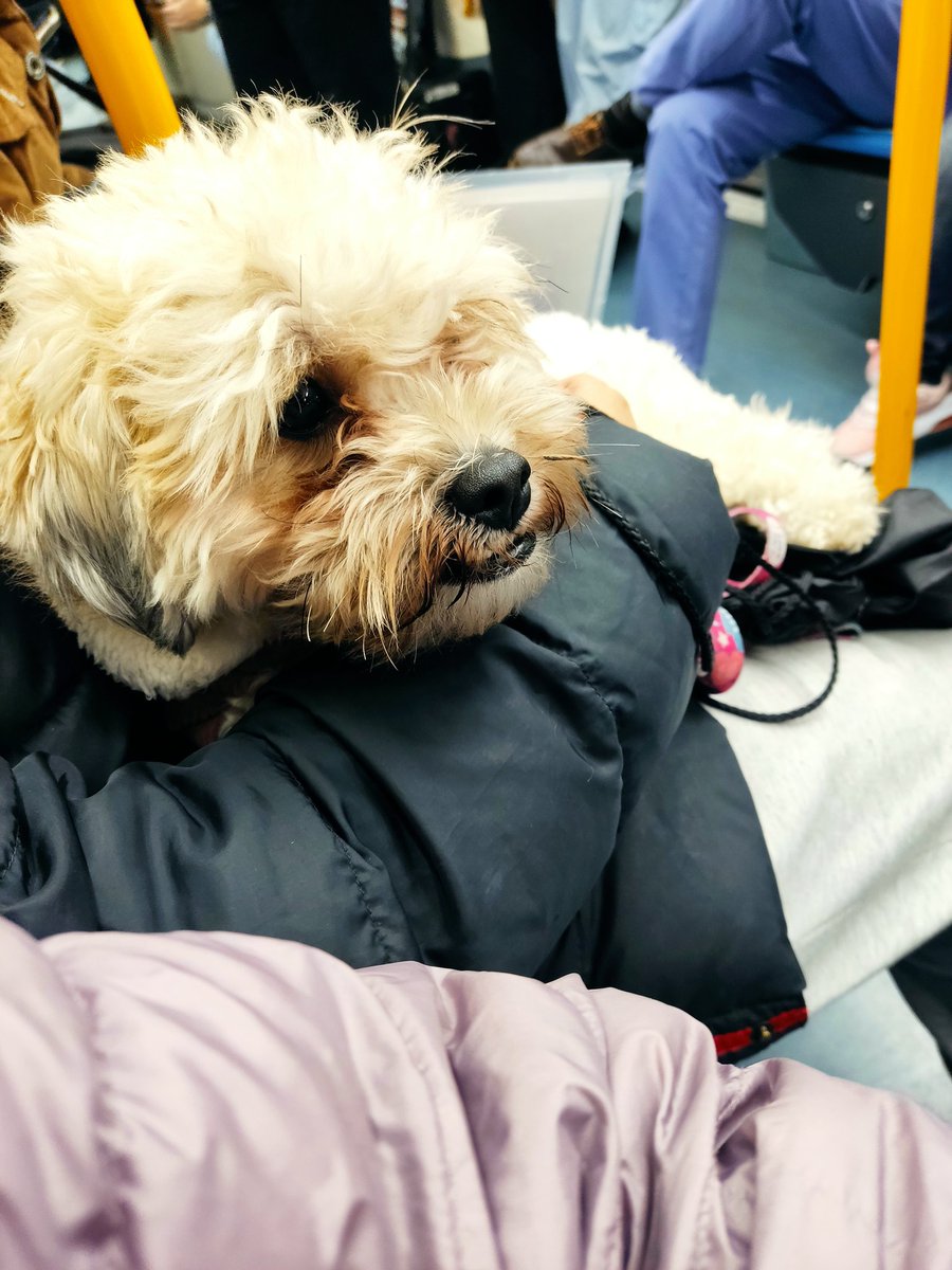 Mi compañero de viaje en el metro hoy.