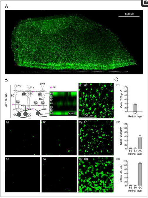 eyetuebingen's tweet photo. Our researchers shown that sustained extracellular electrical stimulation modulates the permeability of #GapJunctions in #rd1mouse. It is crucial to understand signaling in diseases and using electrical #implants. 👏
https://t.co/4OKyGMat7K
@TueNeuroCampus @uni_tue @uktuebingen https://t.co/Hk92VDz5GR