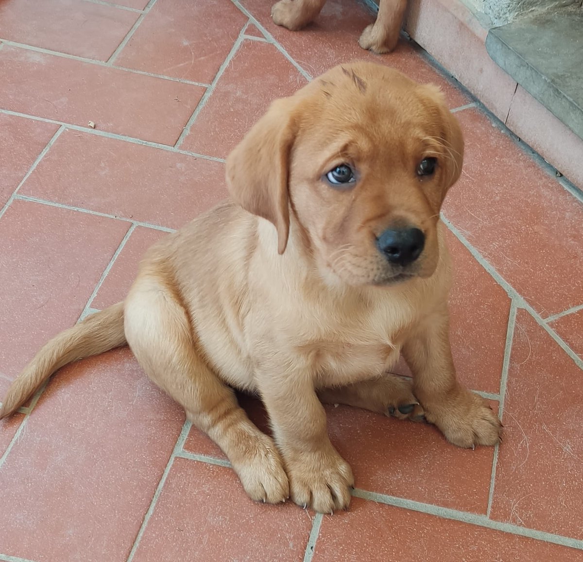 La Scuola nazionale cani guida per ciechi è alla ricerca di nuove famiglie che si rendano disponibili per tenere in affidamento per circa un anno e mezzo uno dei meravigliosi cuccioli che nasceranno già nelle prossime settimane. 👉Scopri di più su toscana-accessibile.it/-/cercasi-fami…