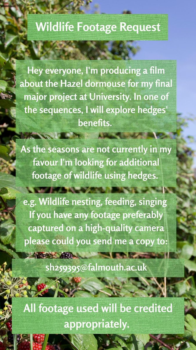 MammSocStudents's tweet image. 🚨Research request: Do you have footage of wildlife using hedges?
🎓Sam would love some extra images to help with their final year project. See below to get involved!
📷Any footage used would be credited appropriately
@Mammal_Society #hedges #studentproject #students