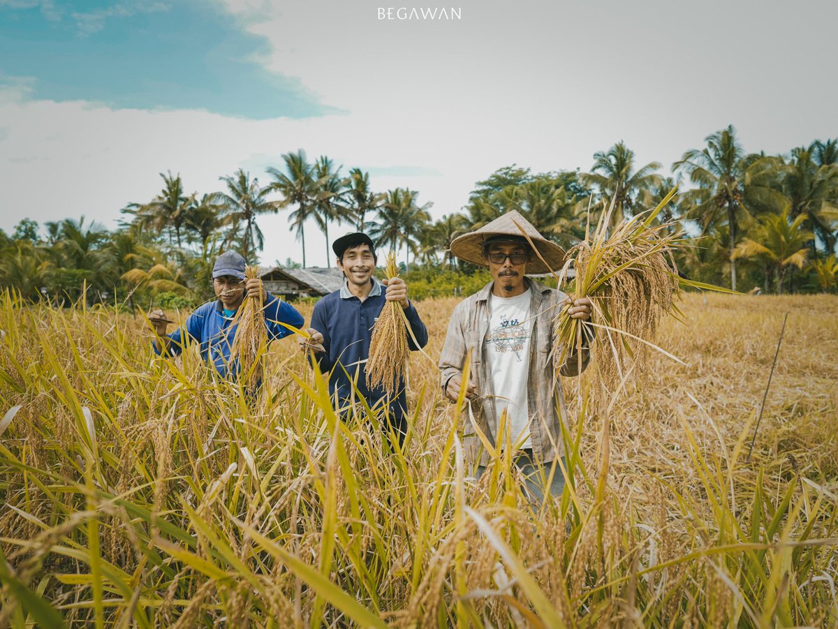 begawanlife's tweet photo. Celebrating the completion of our fourth Mansur rice cycle! 🌾 From traditional ani-ani knives to modern machinery, we're committed to sustainable farming practices and preserving Bali's heritage. Join us in supporting local farmers and nurturing the land. #Sustainability https://t.co/lDrufX96nD