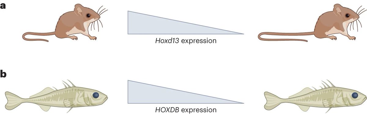 Rapid evolution of body plans rdcu.be/dzc1c Within-species adaptation of locomotor capacity in deer mice and defensive structures in stickleback fish is associated with changes in Hox gene regulation.