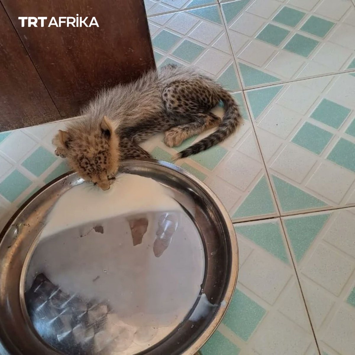 Shirika la Huduma ya Wanyamapori nchini Kenya, KWS, limemuokoa duma mwenye umri wa miezi minne ambaye alipatikana akiwa ametelekezwa na mama yake katika wadi ya Sankuri kaunti ya Garissa.