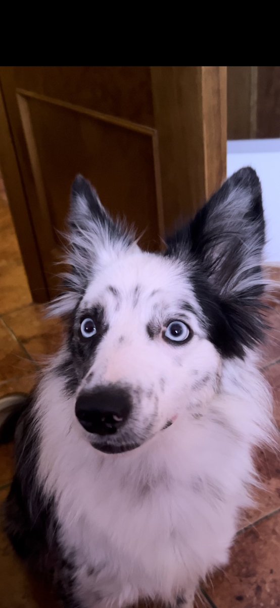 veroha002's tweet photo. Mi perro antes y después de decirle que la quiero https://t.co/SjeNkQVmPB
