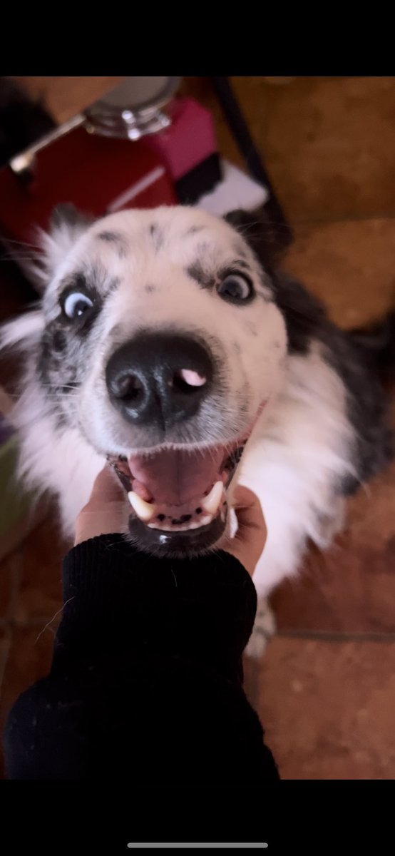 veroha002's tweet photo. Mi perro antes y después de decirle que la quiero https://t.co/SjeNkQVmPB
