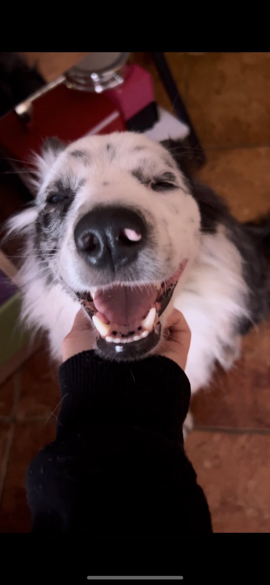 veroha002's tweet photo. Mi perro antes y después de decirle que la quiero https://t.co/SjeNkQVmPB