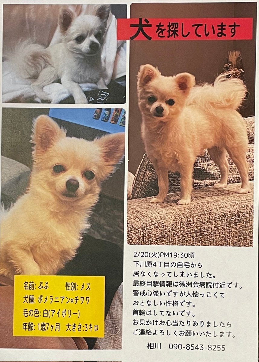 SarrysC's tweet photo. 御協力お願いします！！

ワンちゃんが雨の中
迷子になっているそうです。。。

ぷぷちゃん

見かけた方
ご連絡をお願いいたします🙇 https://t.co/wCTtwwITla