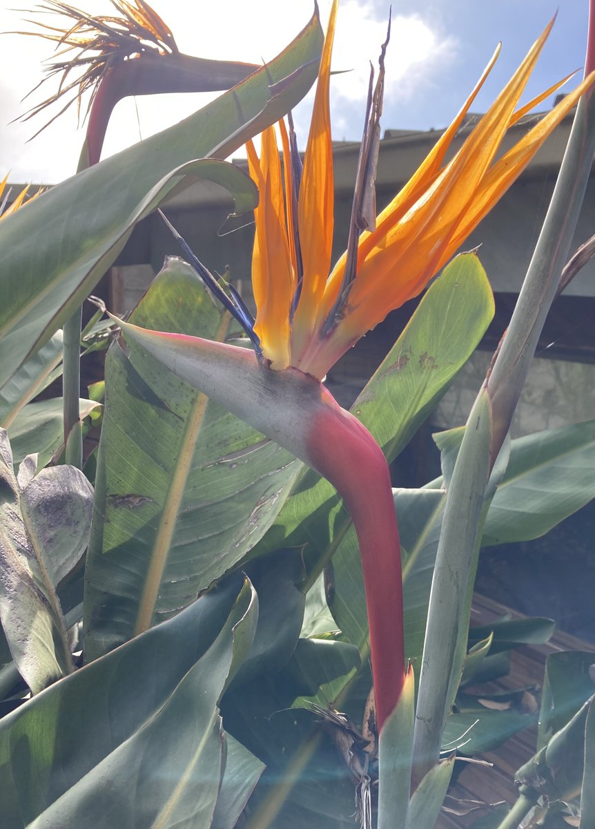 This gorgeous flower is called a 'bird of paradise' -- I guess you can guess why 😊😊😊. Spotted in the Otway National Forest above Apollo Bay...

#Australia #Australian #Victoria #bigskycountry #travel #traveling #TravelTheWorld #wanderlust #inspiration #calm