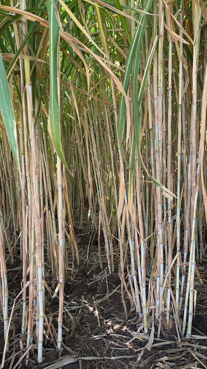 JuncaoGrass's tweet photo. Get yourself matured #JuncaoGrass stems or cuttings in our Kampi ya Moto farm in Nakuru  and Kitengela for your planting to be fodder secure in this dry season.
#fodderfarming 
#Trisha 141 MPS #WhatsApp https://t.co/5OSbbngFkK