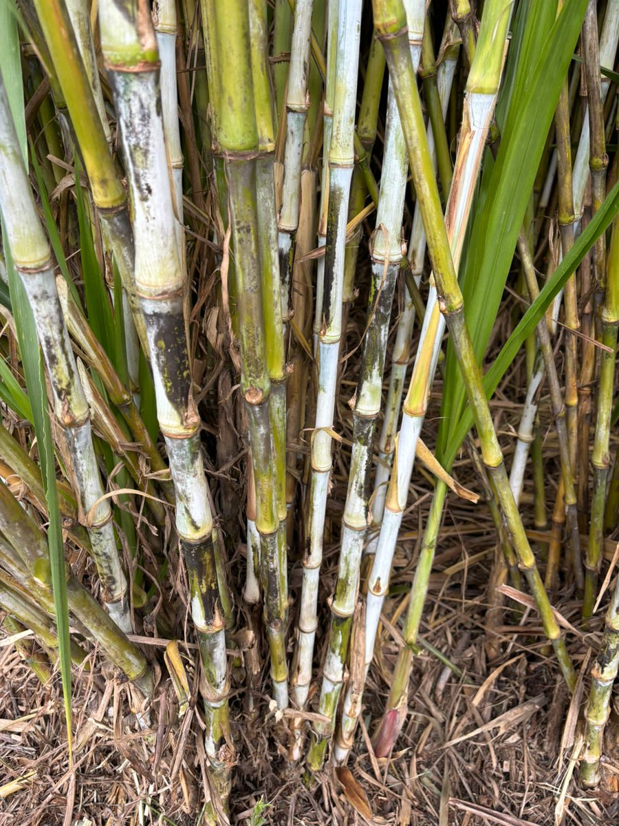 JuncaoGrass's tweet photo. Get yourself matured #JuncaoGrass stems or cuttings in our Kampi ya Moto farm in Nakuru  and Kitengela for your planting to be fodder secure in this dry season.
#fodderfarming 
#Trisha 141 MPS #WhatsApp https://t.co/5OSbbngFkK