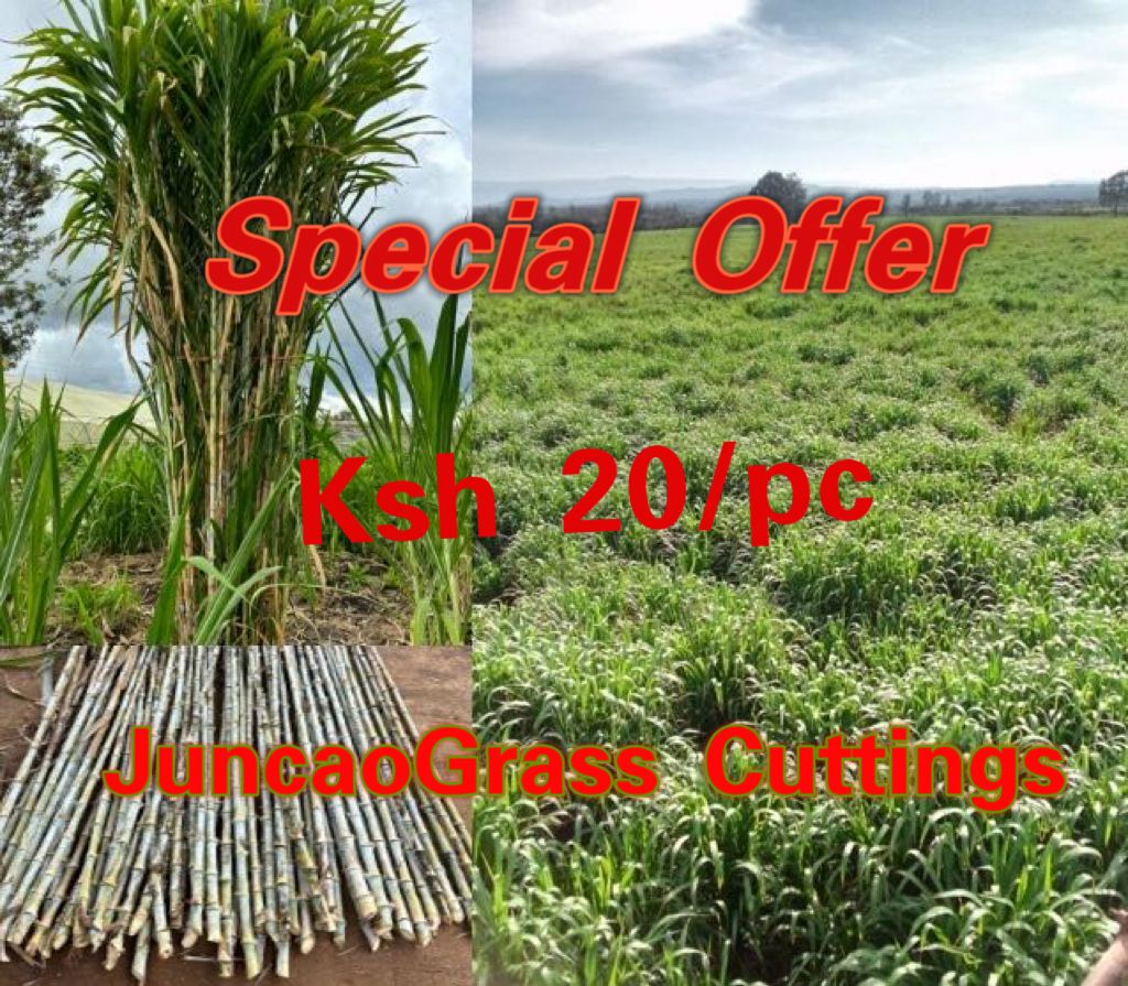JuncaoGrass's tweet photo. Get yourself matured #JuncaoGrass stems or cuttings in our Kampi ya Moto farm in Nakuru  and Kitengela for your planting to be fodder secure in this dry season.
#fodderfarming 
#Trisha 141 MPS #WhatsApp https://t.co/5OSbbngFkK