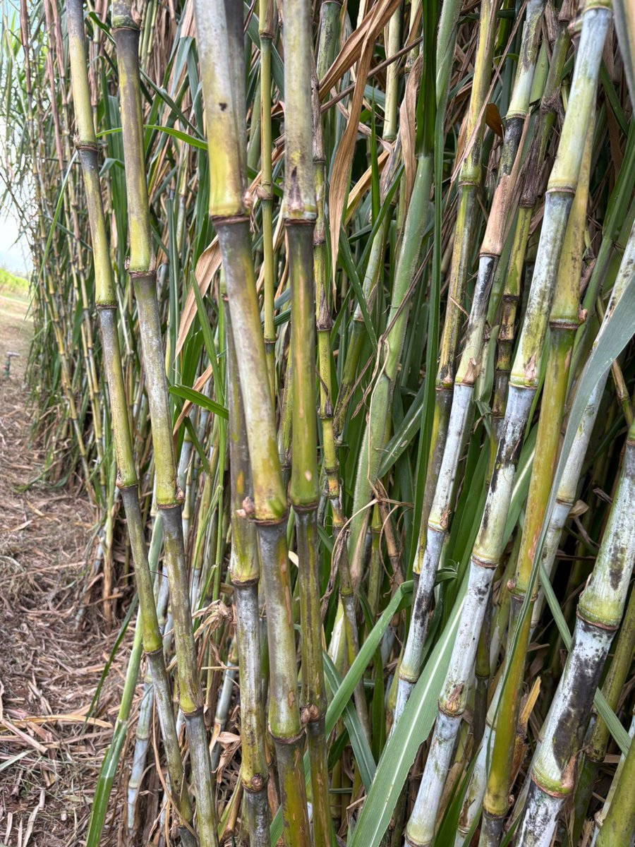 JuncaoGrass's tweet photo. Get yourself matured #JuncaoGrass stems or cuttings in our Kampi ya Moto farm in Nakuru  and Kitengela for your planting to be fodder secure in this dry season.
#fodderfarming 
#Trisha 141 MPS #WhatsApp https://t.co/5OSbbngFkK