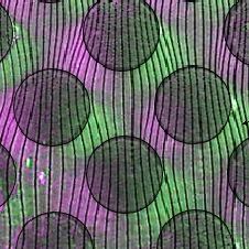 #chimie ⚗️ #ResultatScientifique 📕 🔎 l  Comment utiliser la lumière pour orienter l’organisation de fissures au sein d’un film colloïdal 

🤝 <a href="/CNRS_Paris/">CNRS Paris-Centre</a> <a href="/lcmcp_paris/">LCMCP</a> <a href="/MRCFaustini/">Marco Faustini</a> <a href="/Sorbonne_Univ_/">Sorbonne Université</a> 
➡️ buff.ly/3SMxB0F