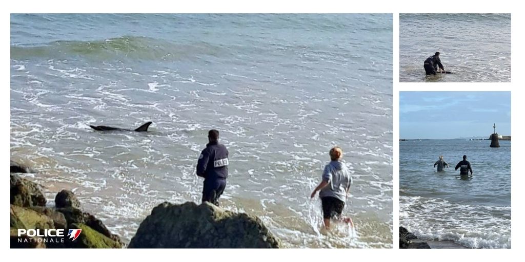 #PoliceSecours |
Hier matin, à Ciboure, nos #policiers venus pour prendre en charge un scooter abandonné se retrouvent nez à nez avec Flipper.
Grâce à notre👮ce dauphin ensablé et désorienté a pu retrouver les eaux profondes de la baie de #saintjeandeluz.