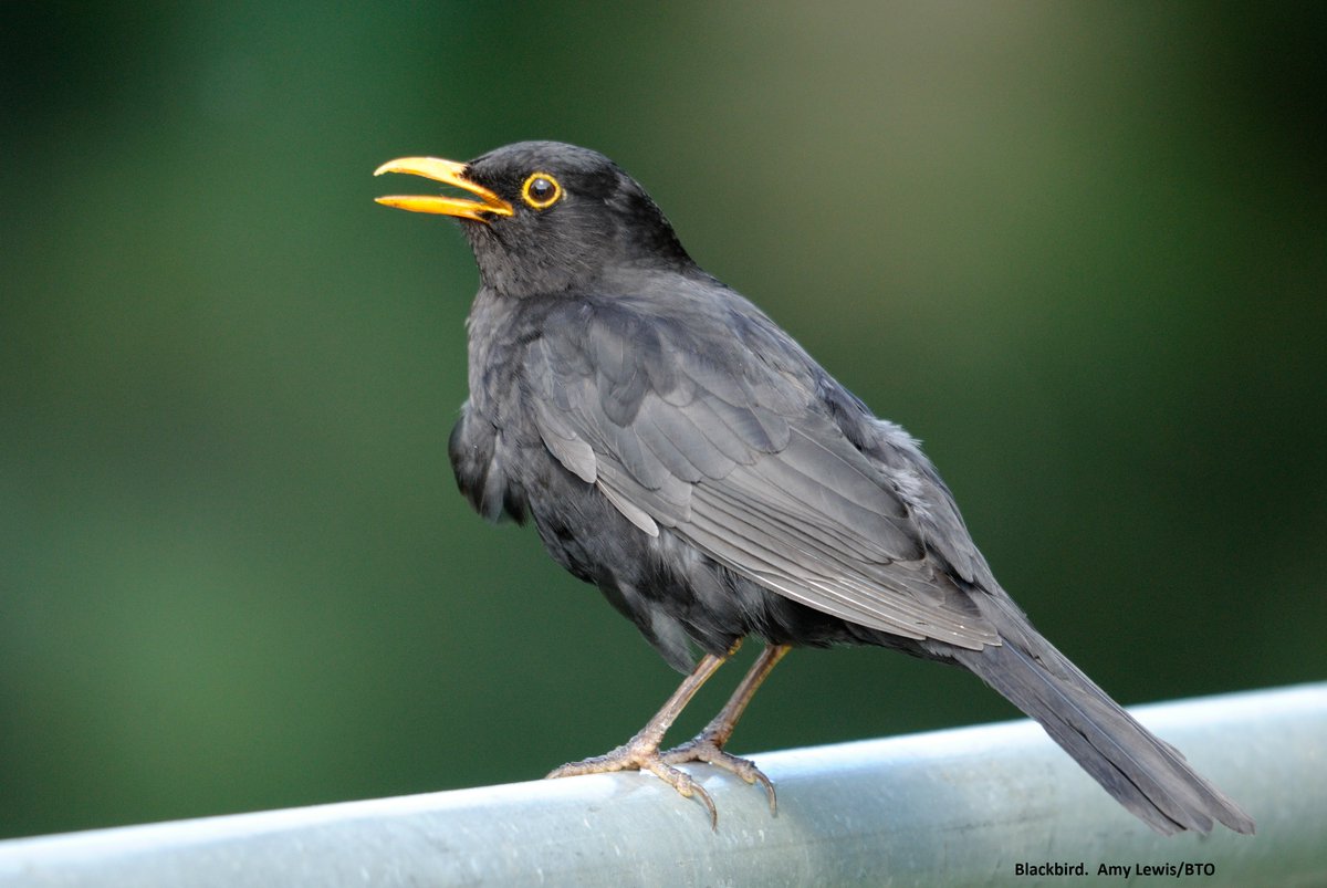 (1/9) The fluty, melodic song of Blackbird can now be heard in many parts of the UK, especially early in the morning. Here is a thread about the Blackbird population, and how its fortunes are differing in certain areas.