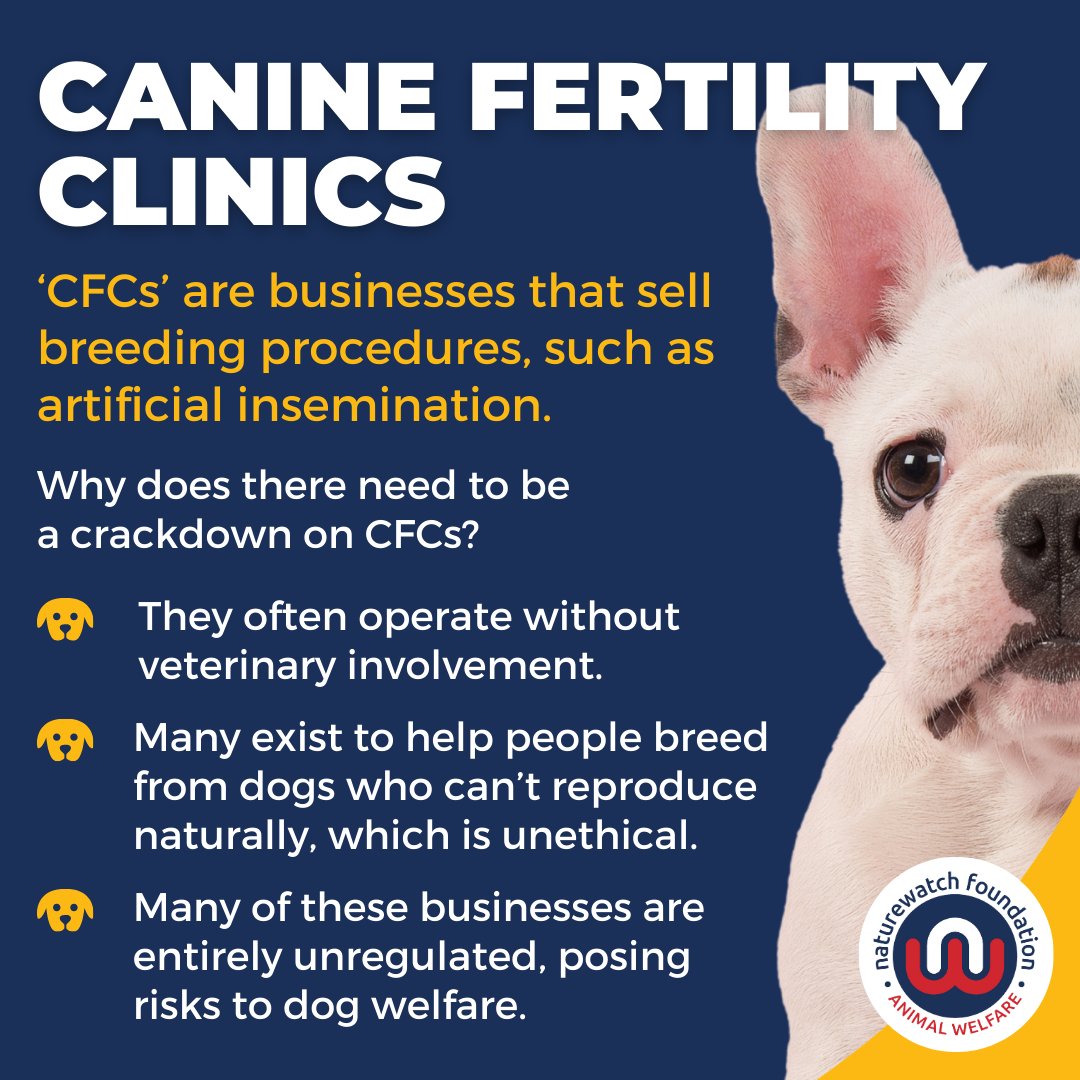 You might have heard of puppy farming, but did you know that isn’t the only way dogs are cruelly exploited for profit in the UK? 🐶

From illegal importation to canine fertility clinics, dog breeding is big business.

Please do dogs a favour & spread the word.

#StopGreedBreeding