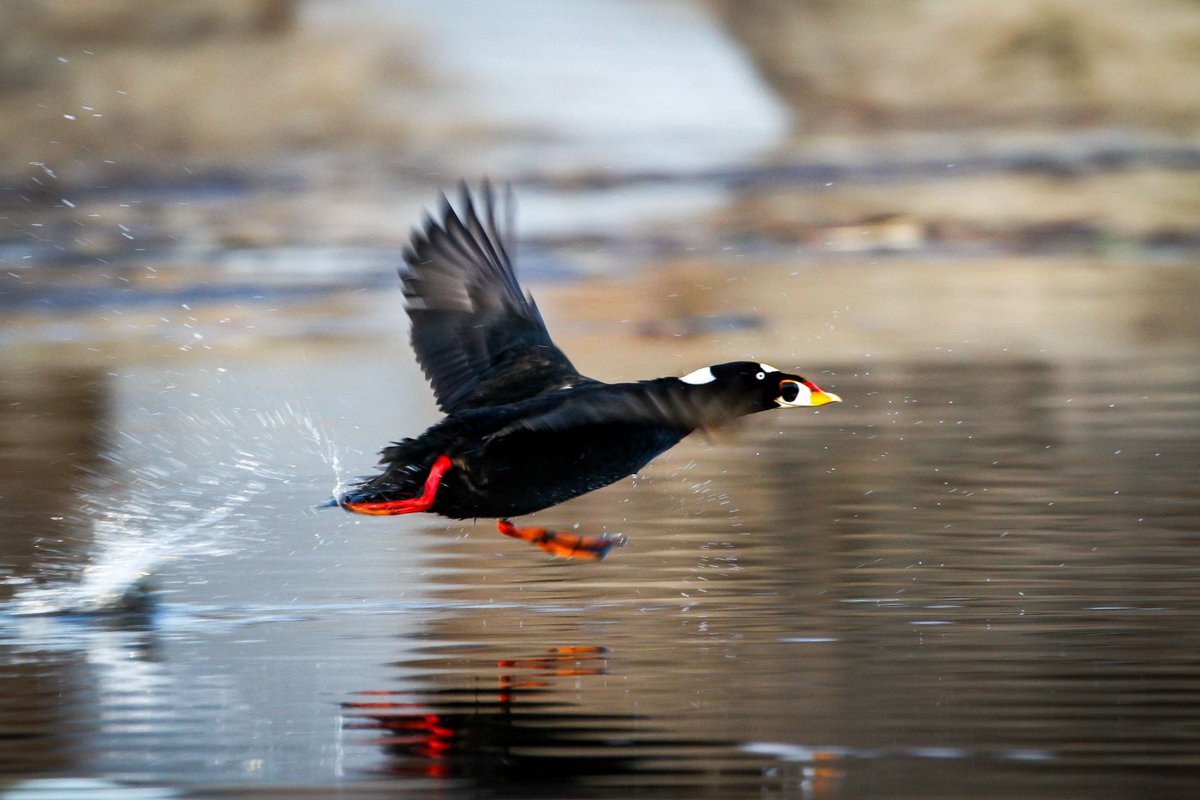 USFWSBirds's tweet photo. In winter, surf scoters are found in abundance around Alaska where they come to feed and mate. They can be fun to watch as they "surf" while landing, dive for food, and bow in their mating ritual. #WaterfowlWednesday #SeaDucks 📷Ronan Dugan/USFWS https://t.co/FQFM8WL9Yo