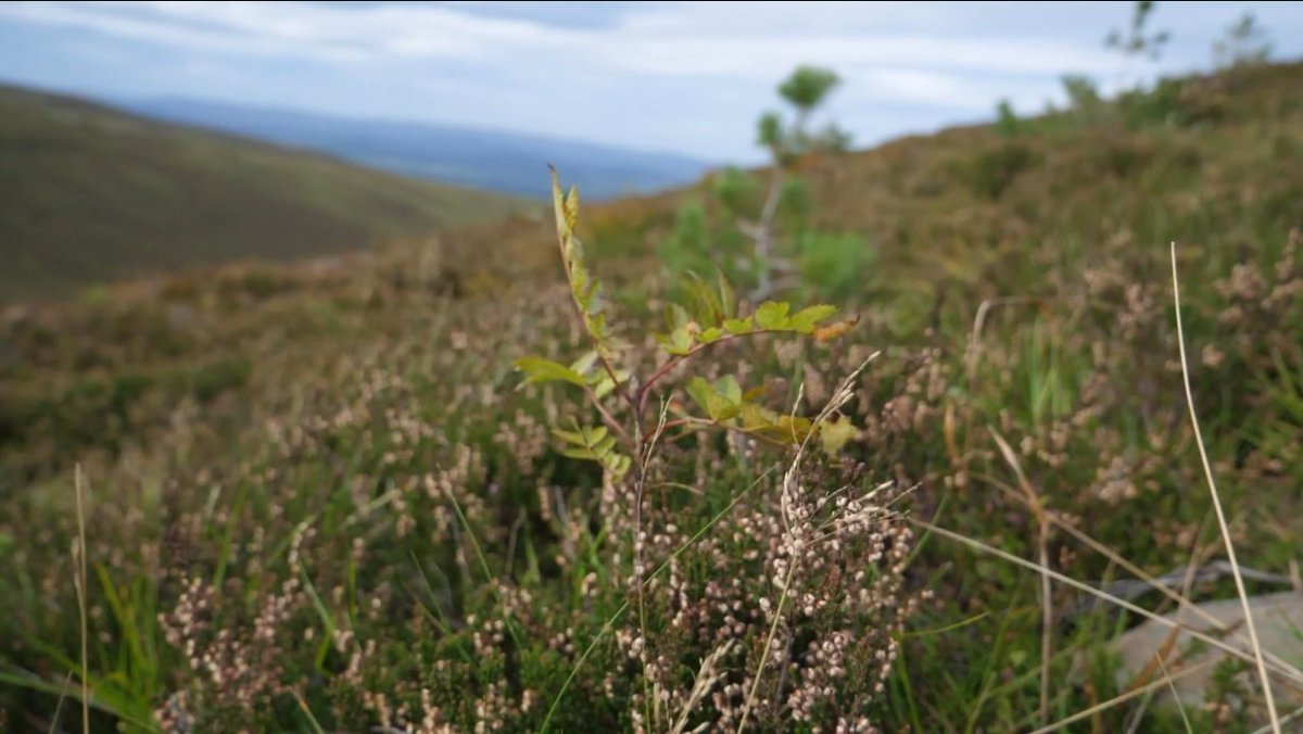 It’s #WorldGaelicWeek! The #RestorYation project is exploring how to make space for less-heard stories and understandings of what some term ‘biodiversity’ in the Cairngorms, including through #Gaelic language and worldview. #SeachdainNaGaidhlig #CairngormsNationalPark