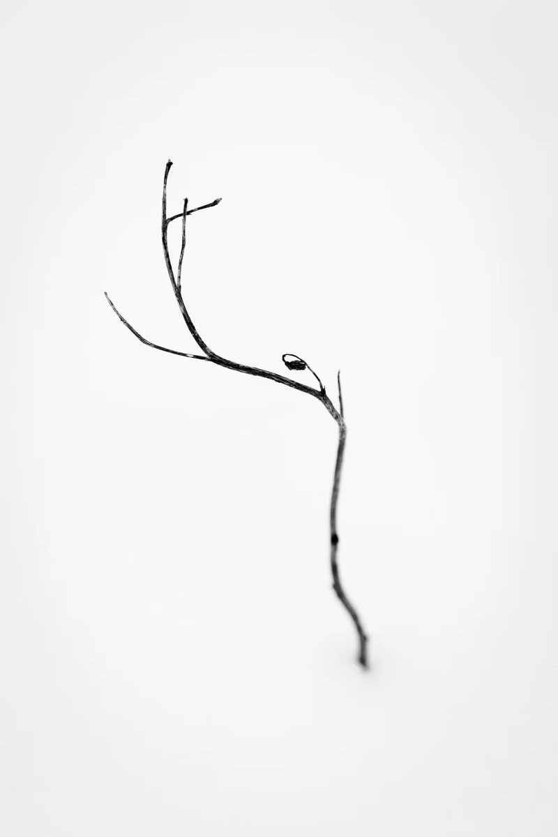 marvorel's tweet photo. Nikon Z7+Tamron 70-300mm https://t.co/rRygubsD3y #BuyIntoArt #minimalism https://t.co/k4Oxa6WMWo