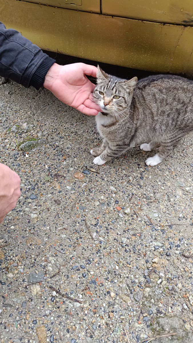 dePontedeume's tweet photo. ⚠️O Concello de Pontedeume informa da aparición no día de onte deste gato perdido na vila, e pide a colaboración da veciñanza para localizar aos seus donos

ℹ️Se algunha persoa sabe algo ao respecto, pode contactar poa Policía Local https://t.co/P9UwR8qVR3