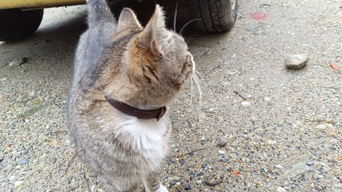 dePontedeume's tweet photo. ⚠️O Concello de Pontedeume informa da aparición no día de onte deste gato perdido na vila, e pide a colaboración da veciñanza para localizar aos seus donos

ℹ️Se algunha persoa sabe algo ao respecto, pode contactar poa Policía Local https://t.co/P9UwR8qVR3