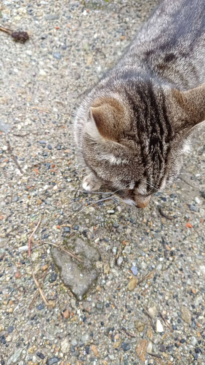dePontedeume's tweet photo. ⚠️O Concello de Pontedeume informa da aparición no día de onte deste gato perdido na vila, e pide a colaboración da veciñanza para localizar aos seus donos

ℹ️Se algunha persoa sabe algo ao respecto, pode contactar poa Policía Local https://t.co/P9UwR8qVR3