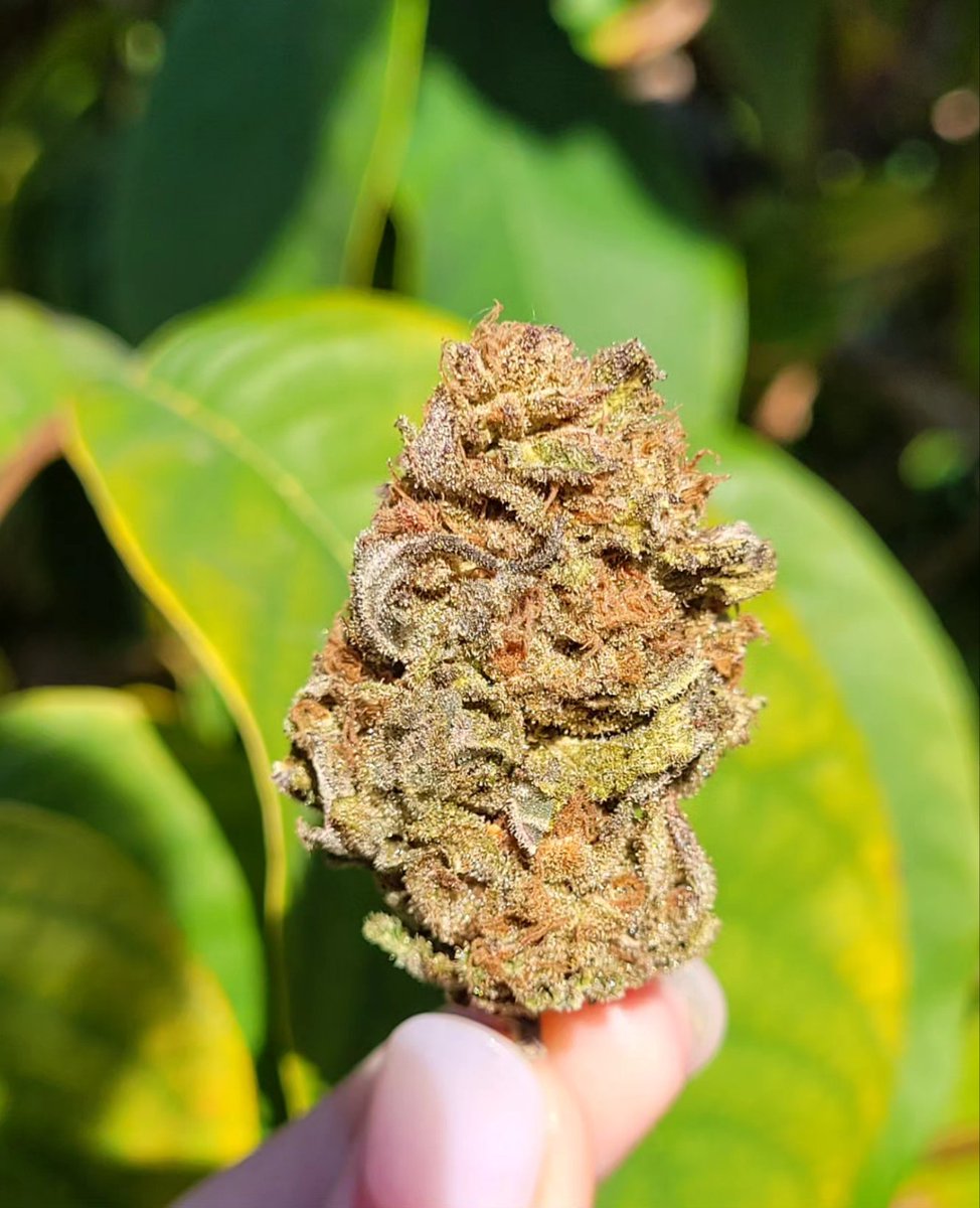 Mañanitas #kannabistas con mucho amor 💞
Sea cual sea el mal que padeces cuerpo, mente, alma  o corazón, el amor todo lo cura.

Hagas lo que hagas hoy,  hazlo todo con amor y con cariño a ver que pasa. ✨️
Os quiero.

📸 AMNESI-K HAZE <a href="/KannabiaSeeds/">Kannabia Seeds</a> @IntKannabia 
.
.