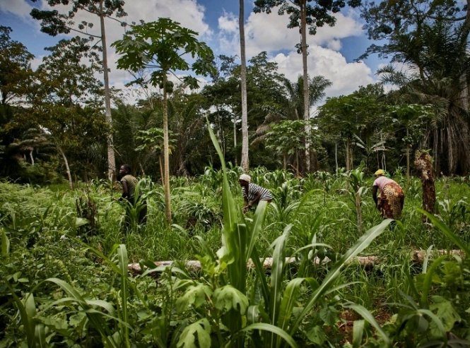 ImpanoJustin's tweet image. Single Farmers are risk farmers. Biodiversity friendly integrated farmers. #everySingle second people eat, @who will feed us? While farmers depends on single crop. "Think about regionalize"