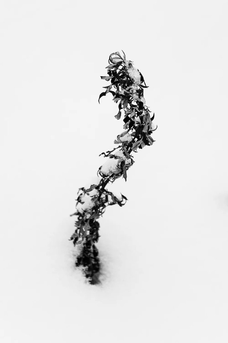 marvorel's tweet photo. S-shaped flower in the snow https://t.co/FUXEJc8VrK #BuyIntoArt #minimalism https://t.co/LHRXSo3FJ0