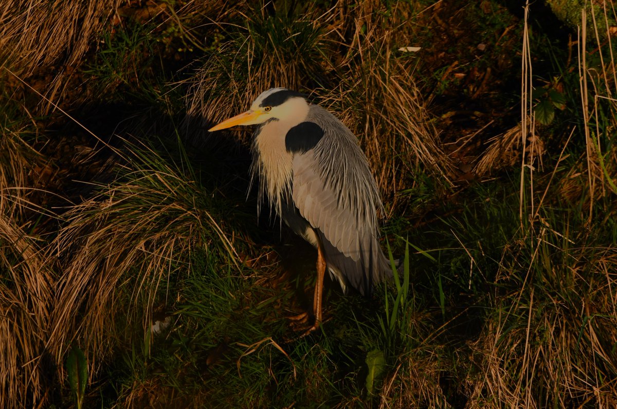 I hadn't realised this was a thing but I'll join in since we are on week H and I have a few heron photos. Not the best you'll see but I like them. #AlphabetChallenge #WeekH #TwitterNatureCommunity #TwitterNaturePhotography