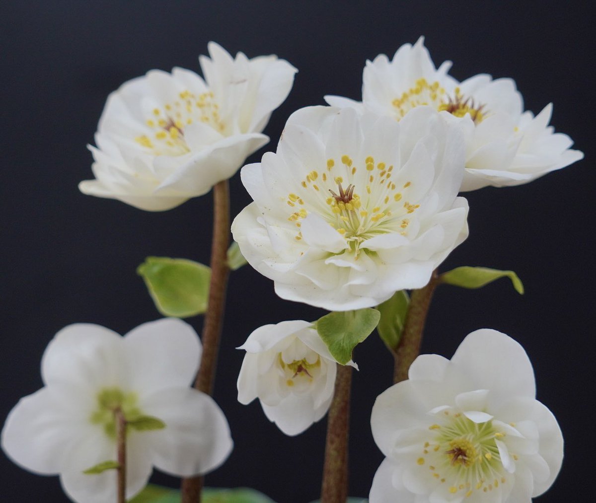 White Hellebore to cheer a wet and windy day. It’s from the @ashnurs collection 

#hellebores 
#perennialplants #gardens #sussexgardens