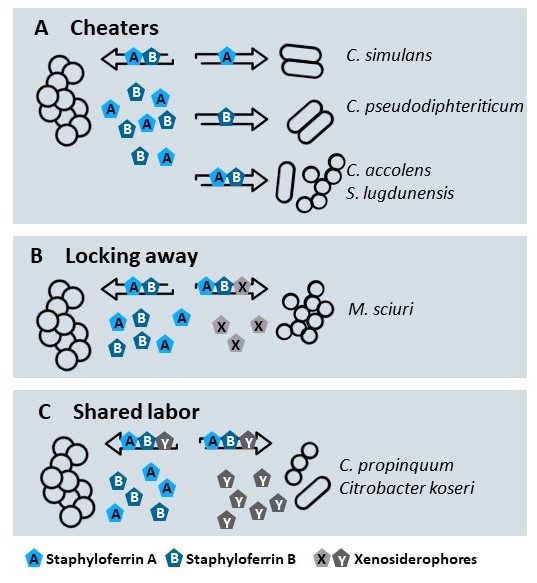 Happy to share the latest preprint of our lab showing a rich network of siderophore-mediated interactions in the nasal microbiome bioRxiv 2024.02.20.581135; doi: doi.org/10.1101/2024.0…. Many interactions reduce S. aureus proliferation.