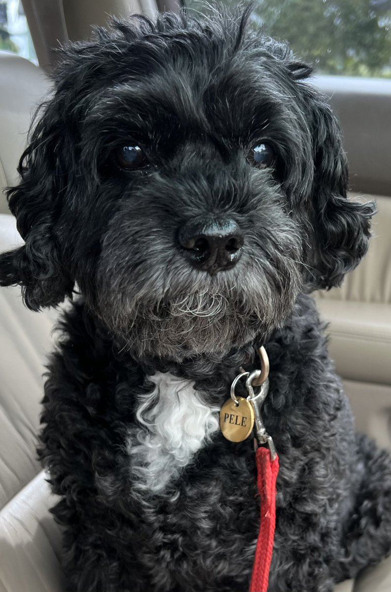 happy 15th birthday to my best friend, Pele. love you more every day❤️❤️❤️🎉🎉🎉🎉🎉