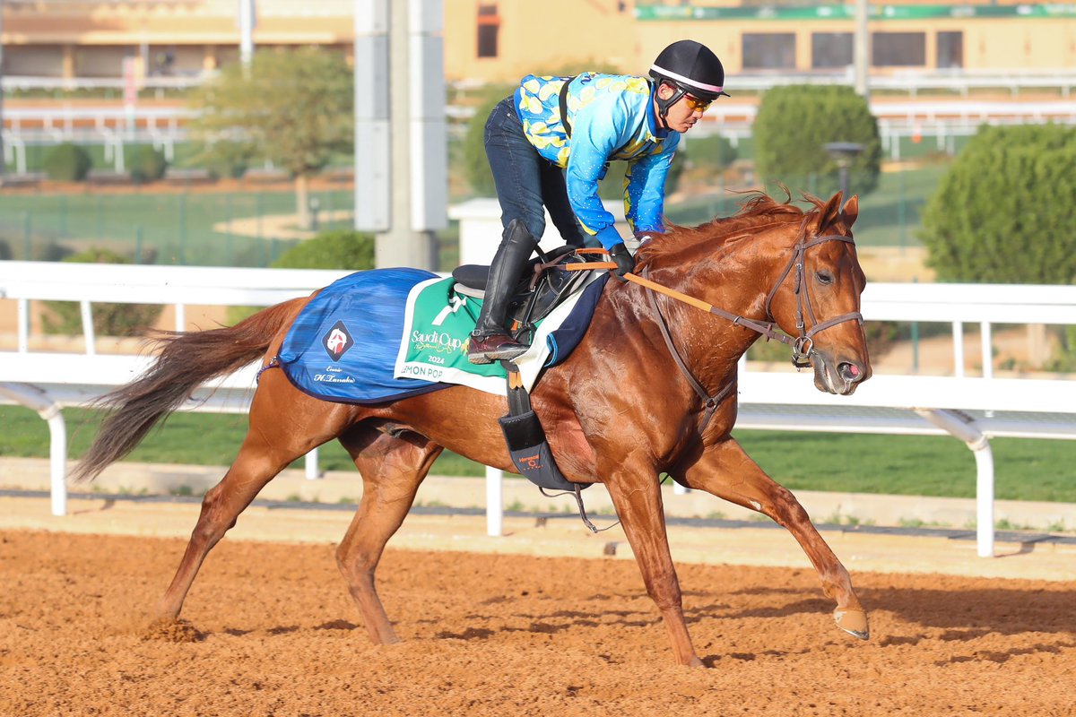 simmy_hanley's tweet image. One of the nicest looking horses on track ahead of the Saudi Cup, ‘King Of The Dirt’ Lemon Pop 🍋🍾