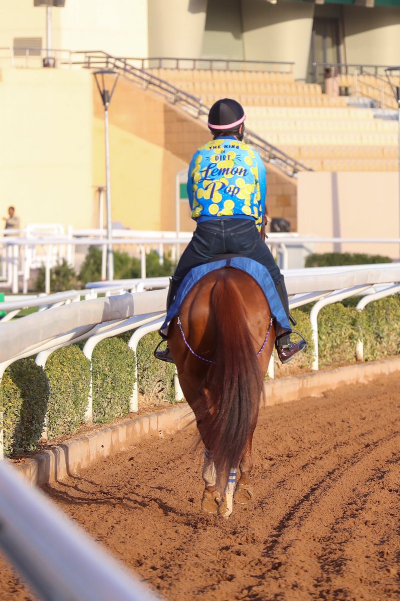 simmy_hanley's tweet image. One of the nicest looking horses on track ahead of the Saudi Cup, ‘King Of The Dirt’ Lemon Pop 🍋🍾