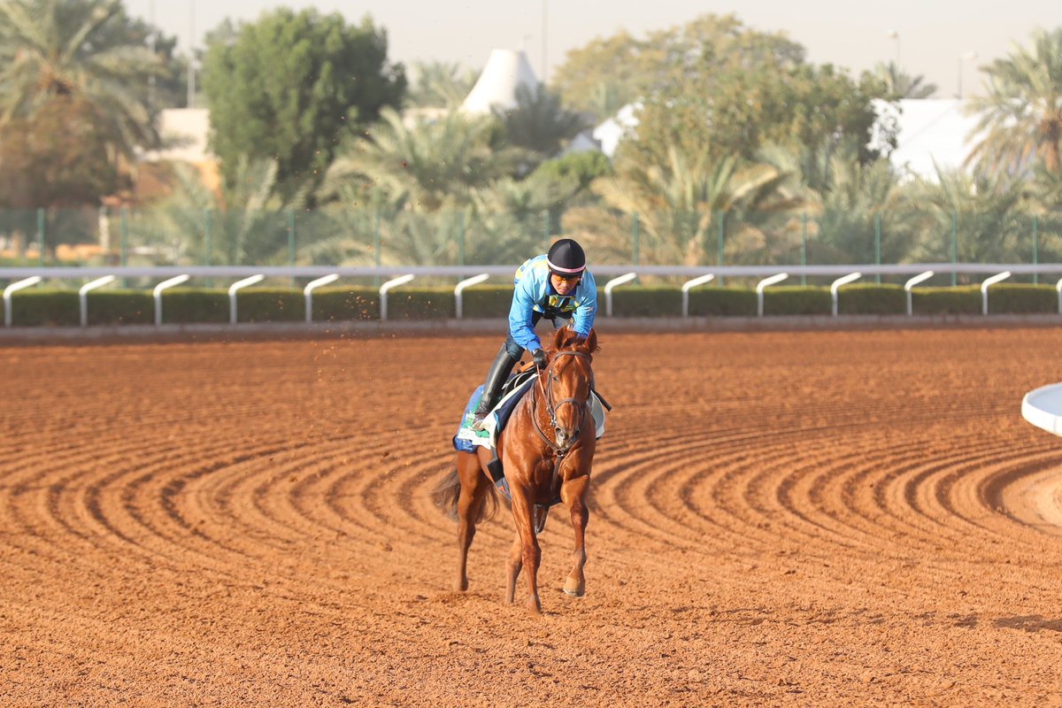 simmy_hanley's tweet image. One of the nicest looking horses on track ahead of the Saudi Cup, ‘King Of The Dirt’ Lemon Pop 🍋🍾