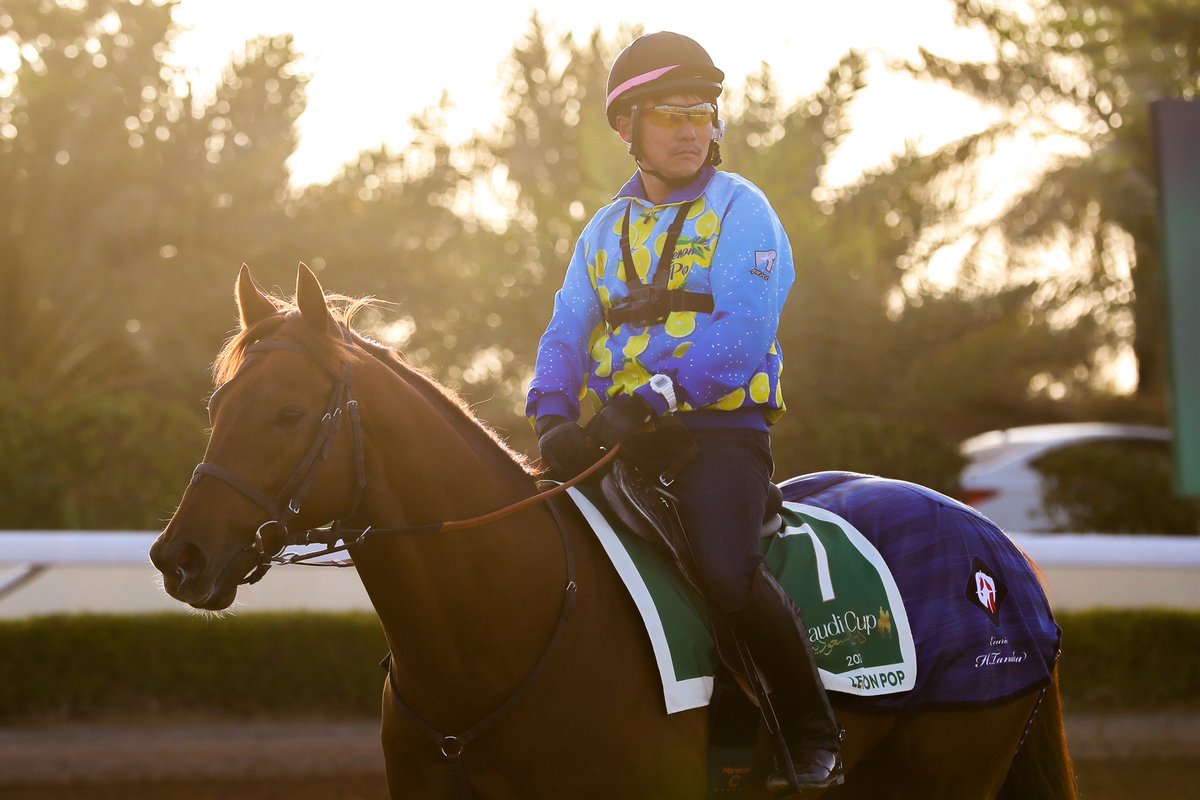 simmy_hanley's tweet image. One of the nicest looking horses on track ahead of the Saudi Cup, ‘King Of The Dirt’ Lemon Pop 🍋🍾