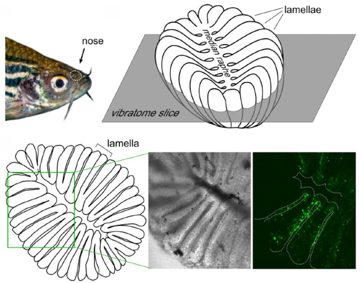 Manzini Lab 🐸 (@manzinilab) on Twitter photo Take a look at our new publication in <a href="/ctr_springer/">Cell & Tissue Research</a>!
Calcium imaging of adult olfactory epithelium reveals amines as an important odor class in fish🐟
Once again, a great collaboration with Sigrun Korsching and her group.
👉doi.org/10.1007/s00441… Take a look at our new publication in <a href="/ctr_springer/">Cell & Tissue Research</a>!
Calcium imaging of adult olfactory epithelium reveals amines as an important odor class in fish🐟
Once again, a great collaboration with Sigrun Korsching and her group.
👉doi.org/10.1007/s00441…