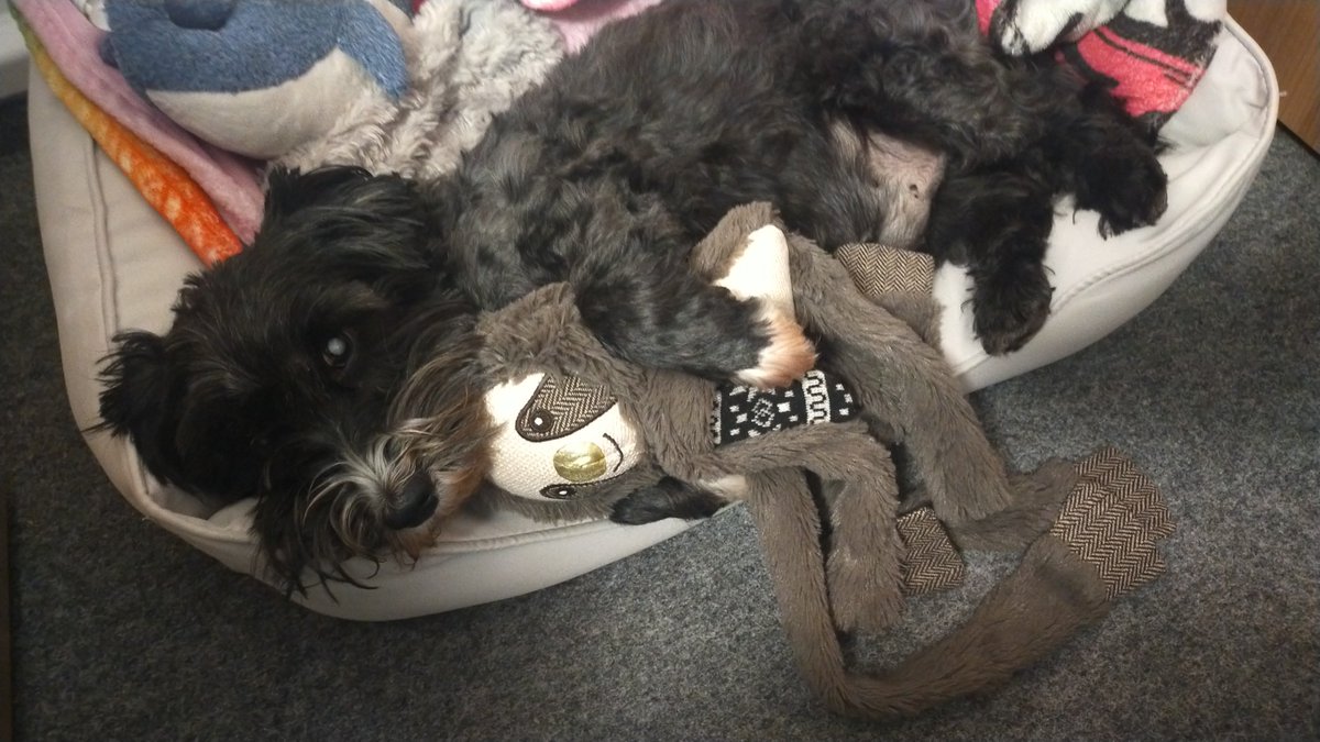 Antilumen's tweet photo. Ich bin ein guter Hundepapa https://t.co/rUdGy1QKl4