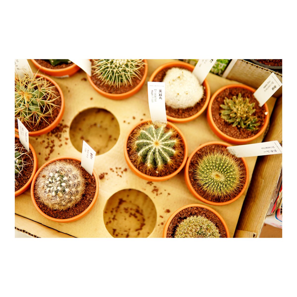 サクッとスナップ