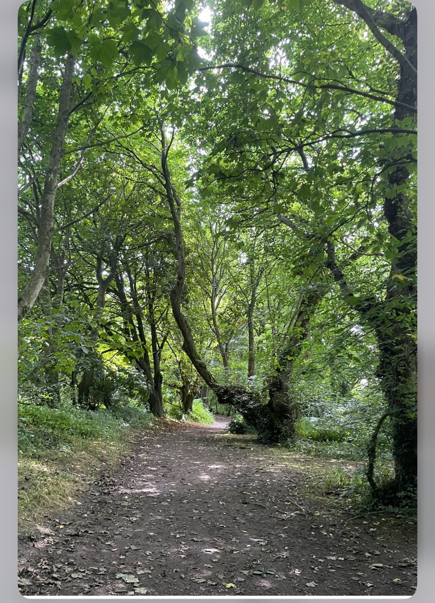 PenrhosSave's tweet photo. This Elm not only survived Dutch Elm disease , it was a place where the Stanley family gathered together to play a ring rope game ,  living history will also be lost when the bulldozers come to tear up the land 📸taken by Bernie Humpleby https://t.co/sAD06IFEDI