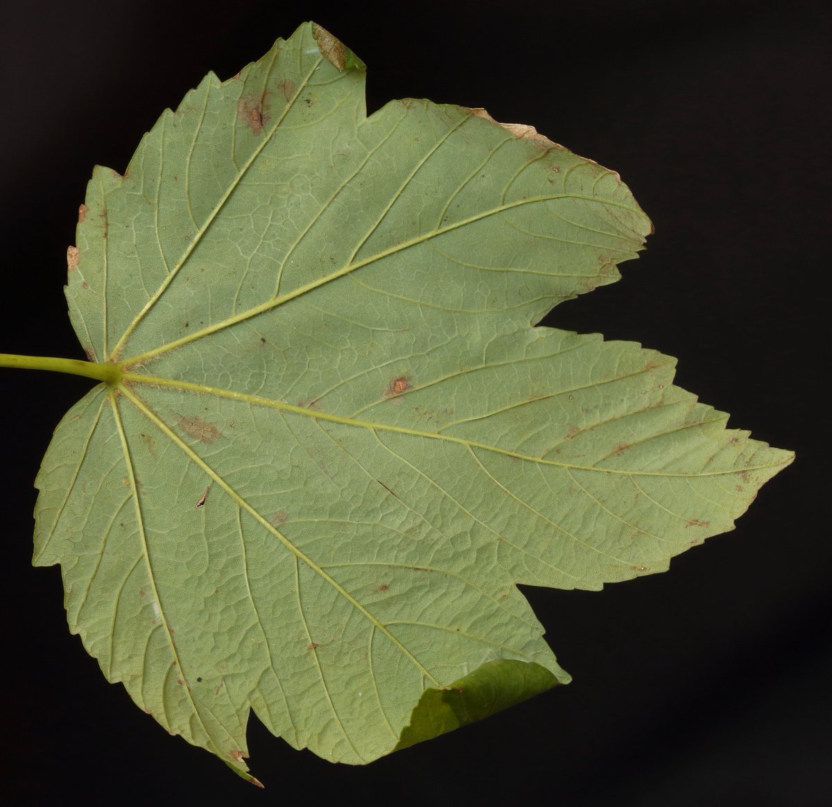 Nice info in @PhilSterling3 & @rlewington2's new micro guide: a difference in the mines of Caloptilia honoratella and C. rufipennella on Sycamore. C. honoratella begins by making making a silvery mine on the upperside of the leaf. Here's one reared from @DungenessBO in 2022.