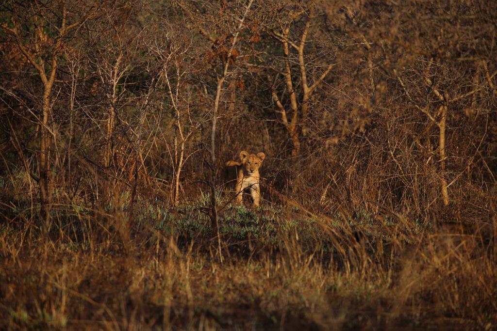 Northernnature0's tweet photo. Taking part in the #adventure #murchisonfalls #ugandawildlife #Safari @follower https://t.co/kI3YdonaUX