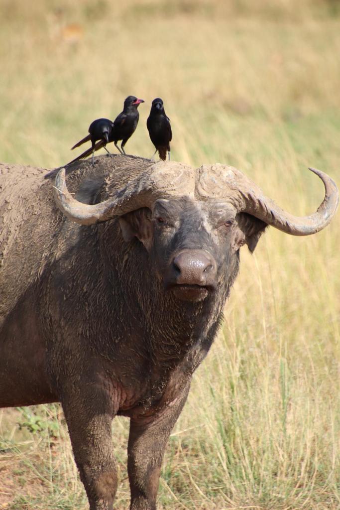 Northernnature0's tweet photo. Taking part in the #adventure #murchisonfalls #ugandawildlife #Safari @follower https://t.co/kI3YdonaUX