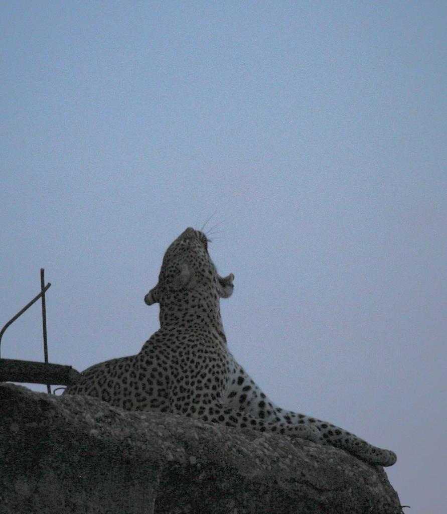 Taking part in the #adventure #murchisonfalls #ugandawildlife #Safari <a href="/follower/">follower</a>