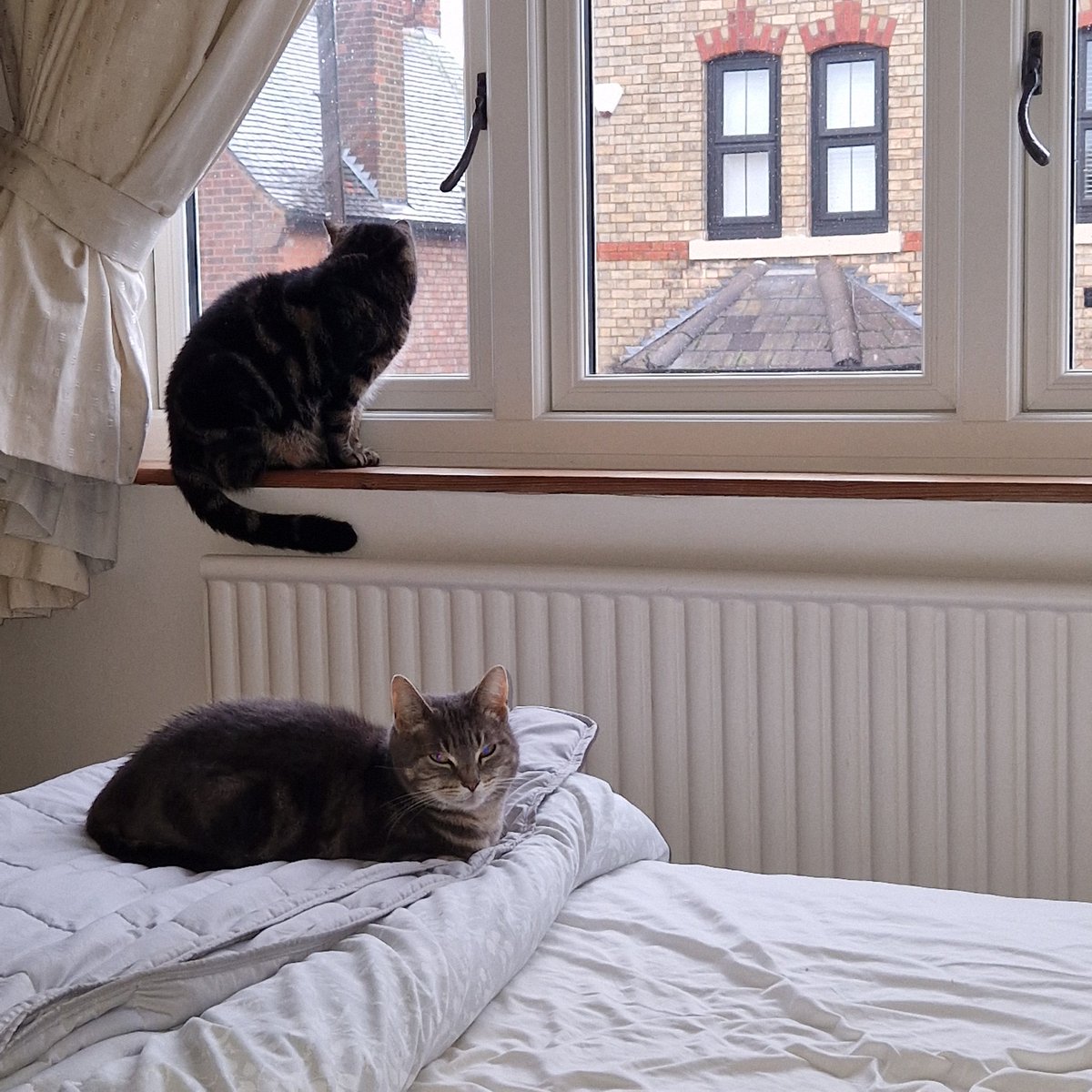 JessFudge20's tweet photo. @Hedgewatchers Not going anywhere in this 🌧 ovfurr than the bedroom #Betty is doing #Streetwatch while #Peanut  just chills. Stay dry evfurryone ❤️❤️🐾🐾😽😽 #WeatherCats #CatsOfTwitter https://t.co/izS285i5vL