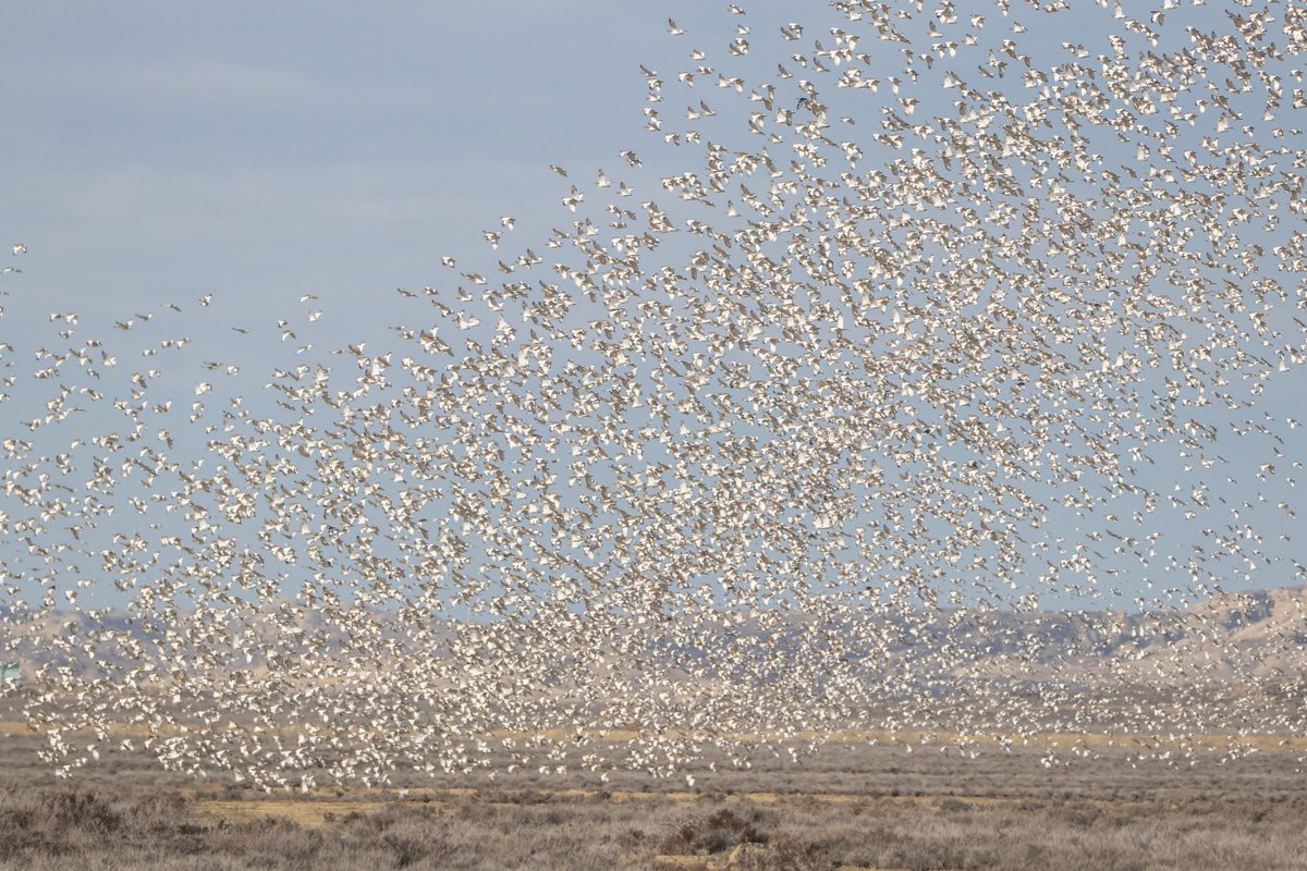 WildOnNatura's tweet photo. Uno, dos, tres... cien... mil... miles y miles de SISONES 🤯🤯🤯

Una pequeña muestra de la invernada de esta especie en Azerbaiyán. 

Foto cedida por Elvin Məmmədsoy (fruto de los trabajos de campo con esta especie y publicada en el grupo Birding Azerbaijan) para que flipemos... https://t.co/DEb4jRzPpU