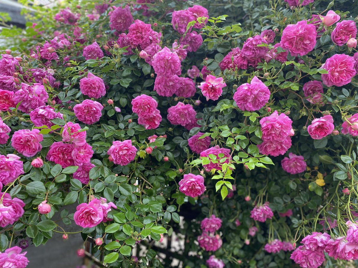 My archive Alexandre Girault, a fabulous #RoseWednesday specimen by the wonderful @DAustinRoses