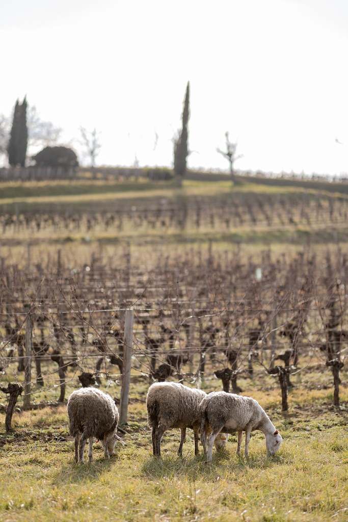 Vins Saint-Emilion (@vinsstemilion) on Twitter photo Journée mondiale sans Facebook = partir se balader à Saint-Emilion pour voir les moutons dans les vignes, visiter quelques propriétés et rentrer poster sur X une photo de sa journée ✅
📸 Antoine Ollier Photographie -  Grenouilles Production
#vinssaintemilion #saintemilion Journée mondiale sans Facebook = partir se balader à Saint-Emilion pour voir les moutons dans les vignes, visiter quelques propriétés et rentrer poster sur X une photo de sa journée ✅
📸 Antoine Ollier Photographie -  Grenouilles Production
#vinssaintemilion #saintemilion